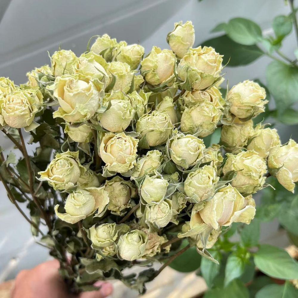 Doğal Kurutulmuş Gül Çiçeği Bu - Resin Art Rose incelemesi ve fiyatı